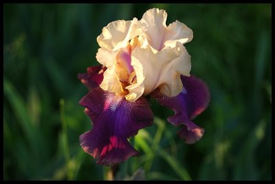 Iris 2011 10.JPG