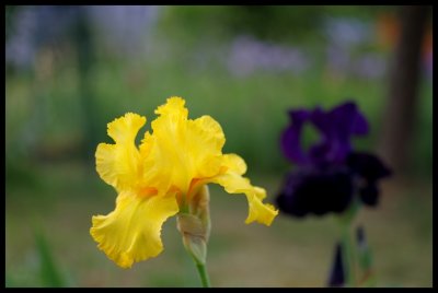 Iris 2011 11.JPG