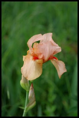 Iris 2011 12.JPG