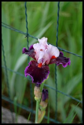 Iris 2011 16.JPG