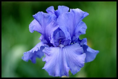 Iris 2011 17.JPG