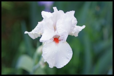 Iris 2011 21.JPG