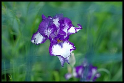 Iris 2011 22.JPG