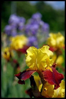 Iris 2011 26.JPG