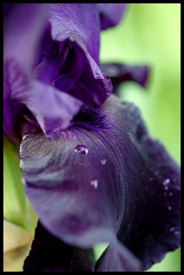 Iris 2011 28.JPG