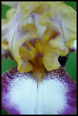 Iris 2011 32.JPG