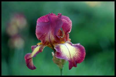 Iris 2011 36.JPG