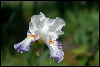 Iris 2011 39.JPG