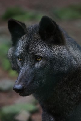 Wolf im Wildpark Hemfurth, Edersee