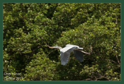 Grey Heron