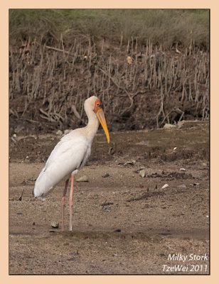 Milky Stork