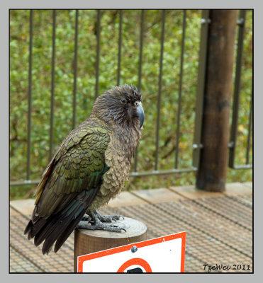 Kea