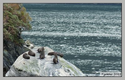 Seals at Milford Sound