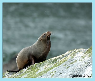 Fur Seal at Milford Sound
