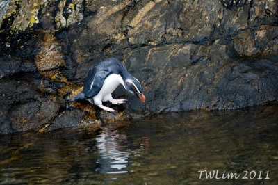 Fiordland Crested Penguin