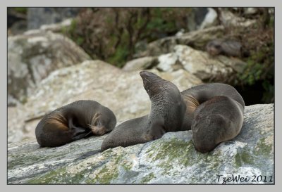Fur Seals at Milford Sound