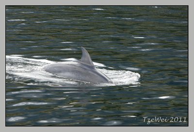 Dolphin at Doubtful Sound