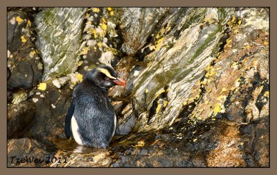 Fiordland Crested Penguin