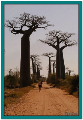 Baobab alley