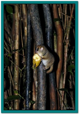 Madagascar 2004