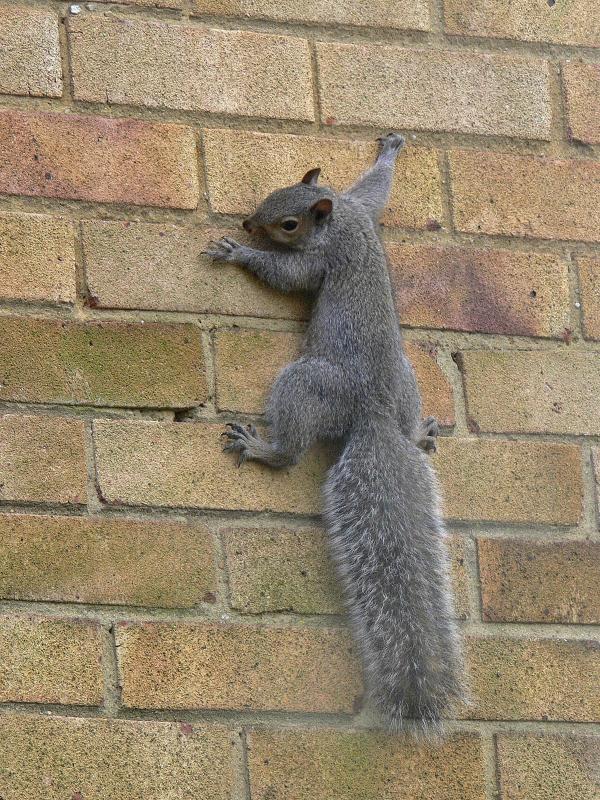 Squirrel up the Wall through glass