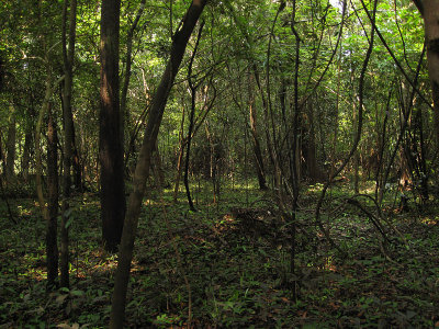 A typical view from the trails in Mamirua