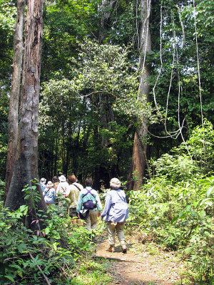 A clearing caused by a fallen tree