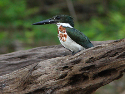 Amazon Kingfisher