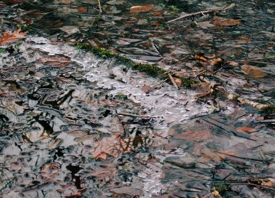 WWW Ice & Leaves in Wetland - 1