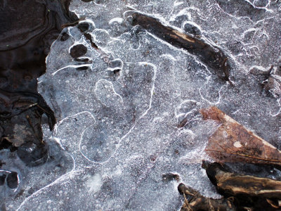 WWW Ice & Leaves in Wetland - 2