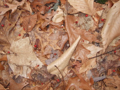 WWW Leaves & Euonymous Berries on Forest Floor