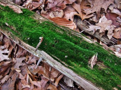 WWW Mosses on Decaying Log