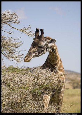 Serengeti_0965.3.jpg
