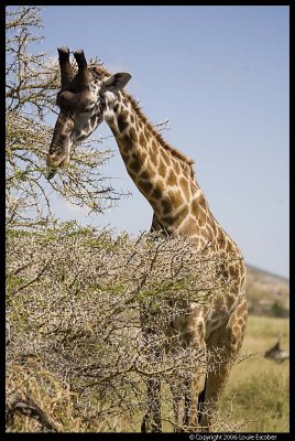 Serengeti_0967.3.jpg