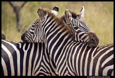 Serengeti_1086.3.jpg