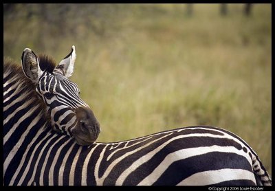 Serengeti_1097.3.jpg