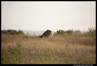 Serengeti_1112.3.jpg