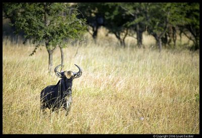 Serengeti_1132.3.jpg