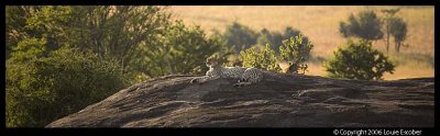 Serengeti_1152.3.jpg