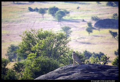 Serengeti_1160.3.jpg