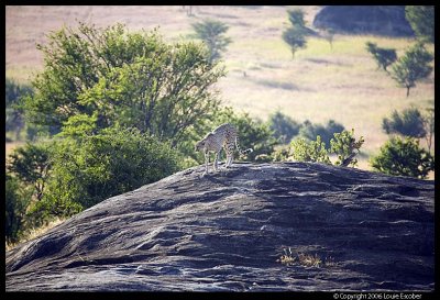 Serengeti_1163.3.jpg