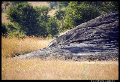Serengeti_1165.3.jpg