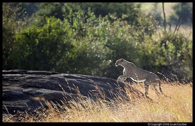 Serengeti_1168.3.jpg