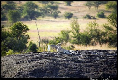 Serengeti_1179.3.jpg