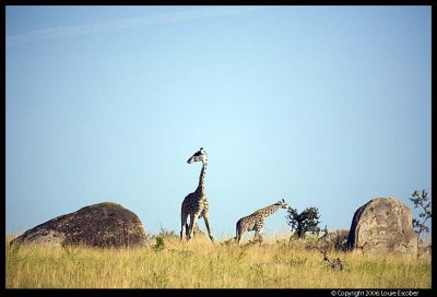 Serengeti_1197.3.jpg