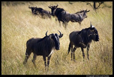 Serengeti National Park