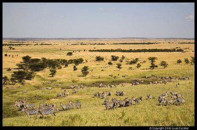 Serengeti_1243.3.jpg