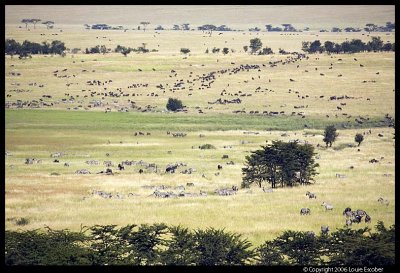 Serengeti_1264.3.jpg