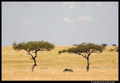 Serengeti_1279.3.jpg