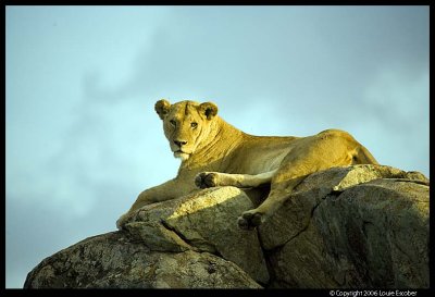 Serengeti_1407.3.jpg